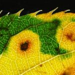 bionisches-blatt-kuenstliche-photosynthese