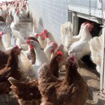 massentierhaltung-landwirtschaft-feinstaub