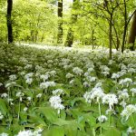 klimaschutz-nachhaltige-geldanlage