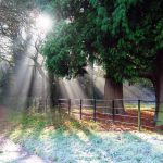 baeume-pflanzen-klimawandel