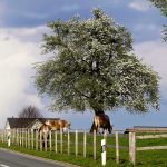 elektroautos-klimafreundlich