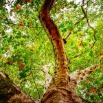 feststoffakkus-cellulose