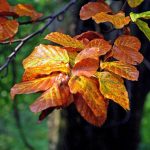 superkondensatoren-aus-blaettern